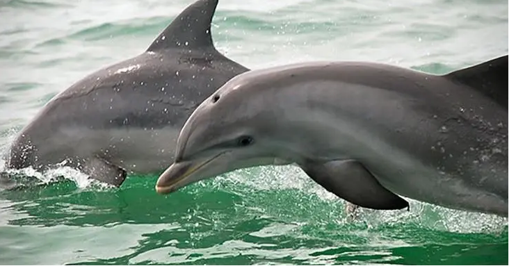 Blue Wave Adventures Dolphin Watch Tour